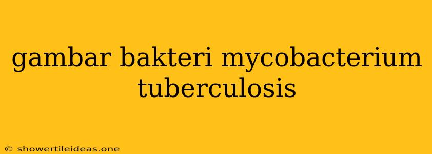 Gambar Bakteri Mycobacterium Tuberculosis