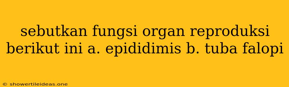 Sebutkan Fungsi Organ Reproduksi Berikut Ini A. Epididimis B. Tuba Falopi